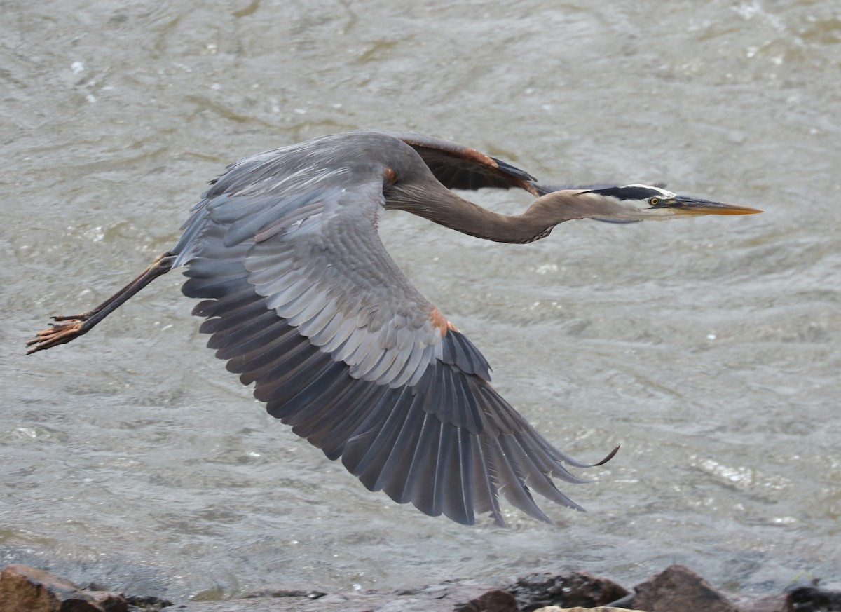 Great Blue Heron (Great Blue) - ML638275146