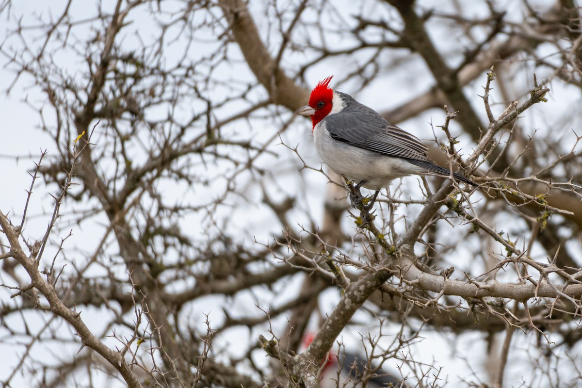 Red-crested Cardinal - ML638275147