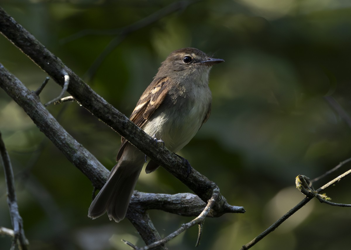 Fuscous Flycatcher (Fuscous) - ML638275156