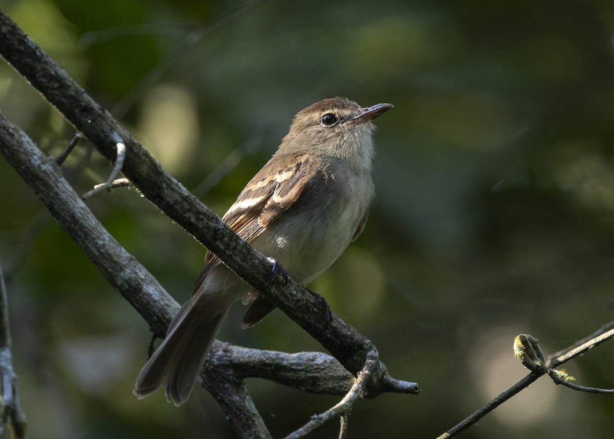 Fuscous Flycatcher (Fuscous) - ML638275158