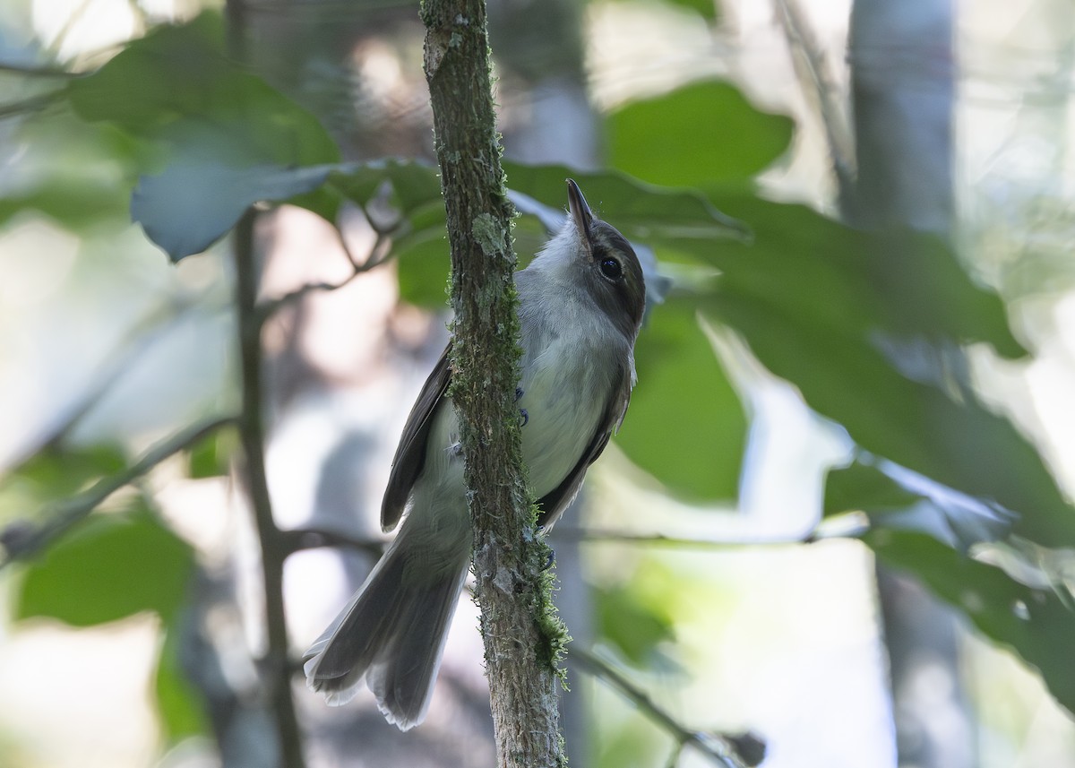 Fuscous Flycatcher (Fuscous) - ML638275159