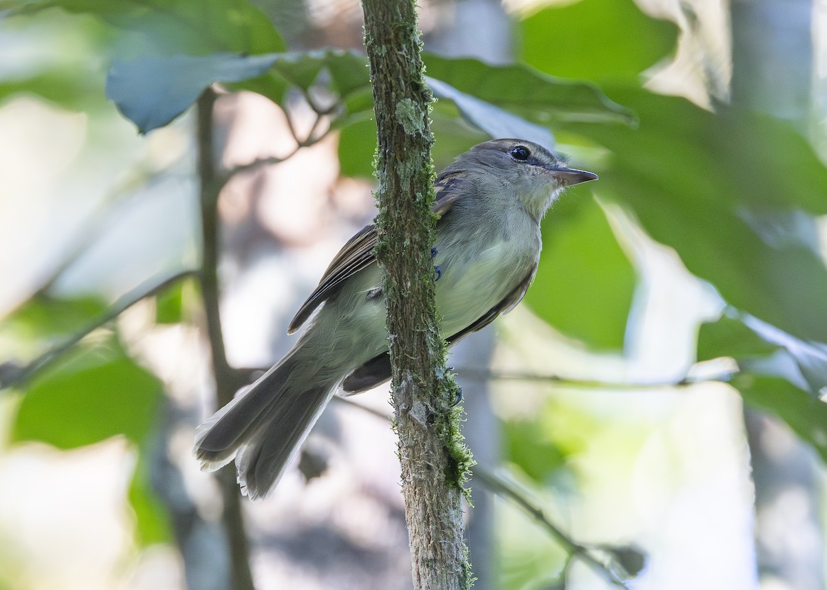 Fuscous Flycatcher (Fuscous) - ML638275161