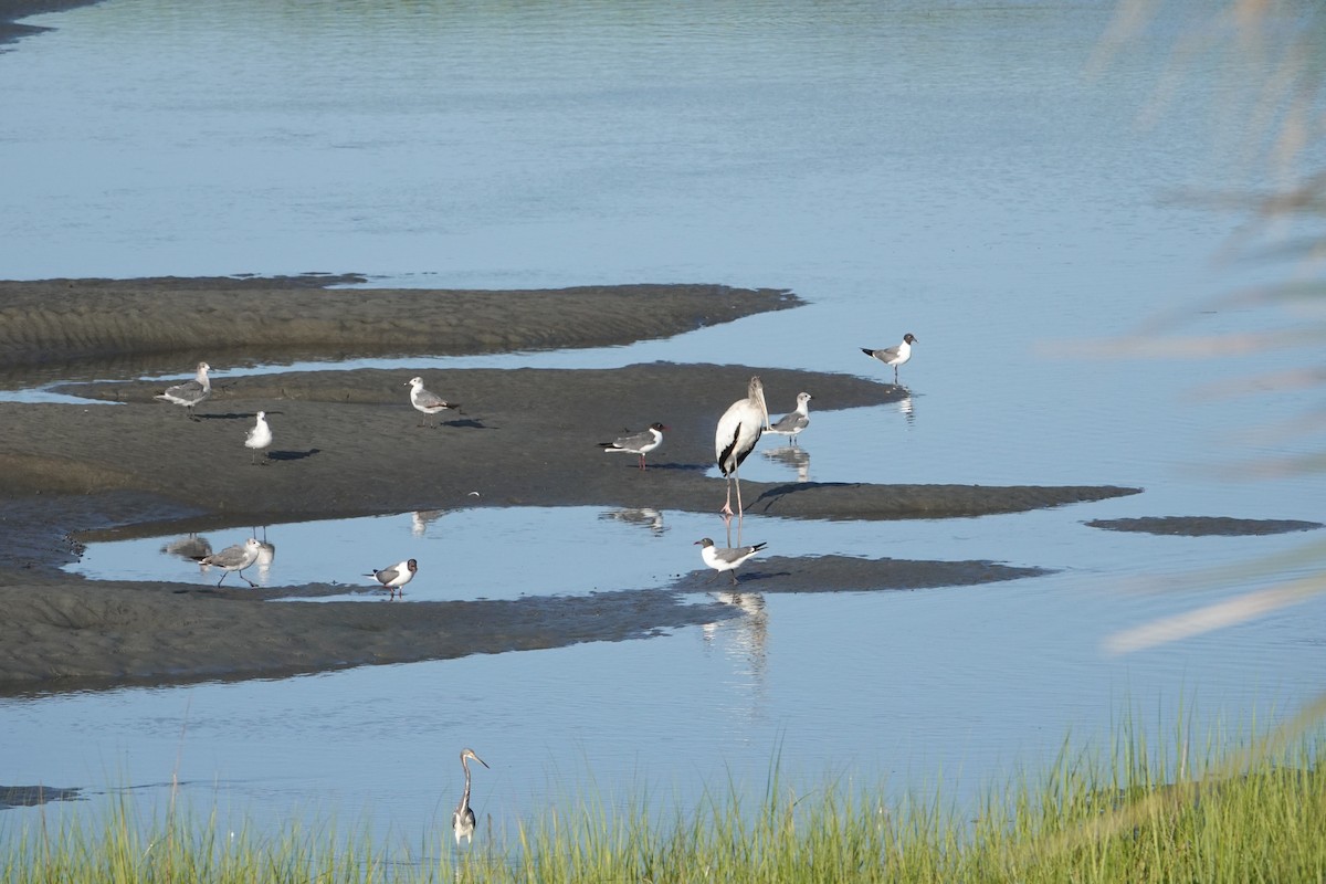 Wood Stork - ML638275168