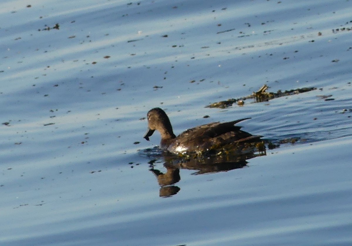 anatidé sp. (canard barboteur sp.) - ML638275169