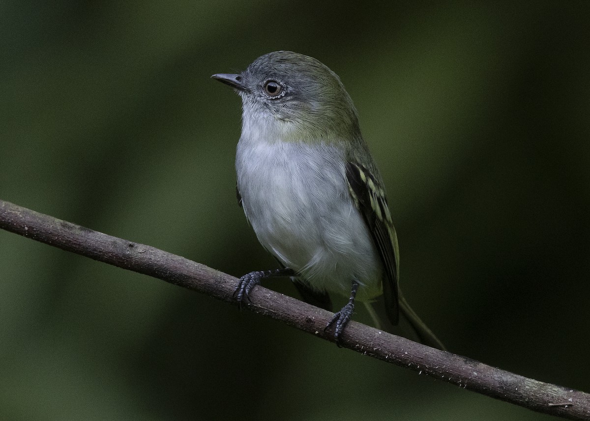 Gray-headed Elaenia - ML638275170