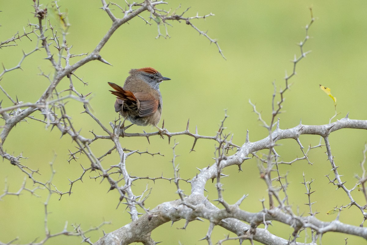 Sooty-fronted Spinetail - ML638275171