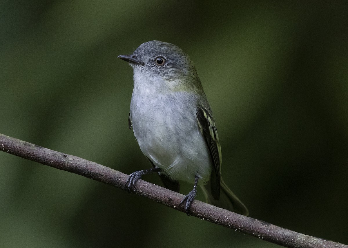 Gray-headed Elaenia - ML638275172