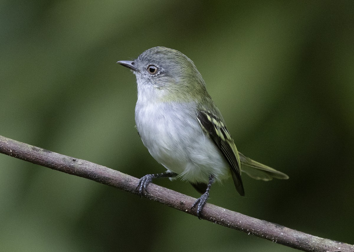 Gray-headed Elaenia - ML638275173