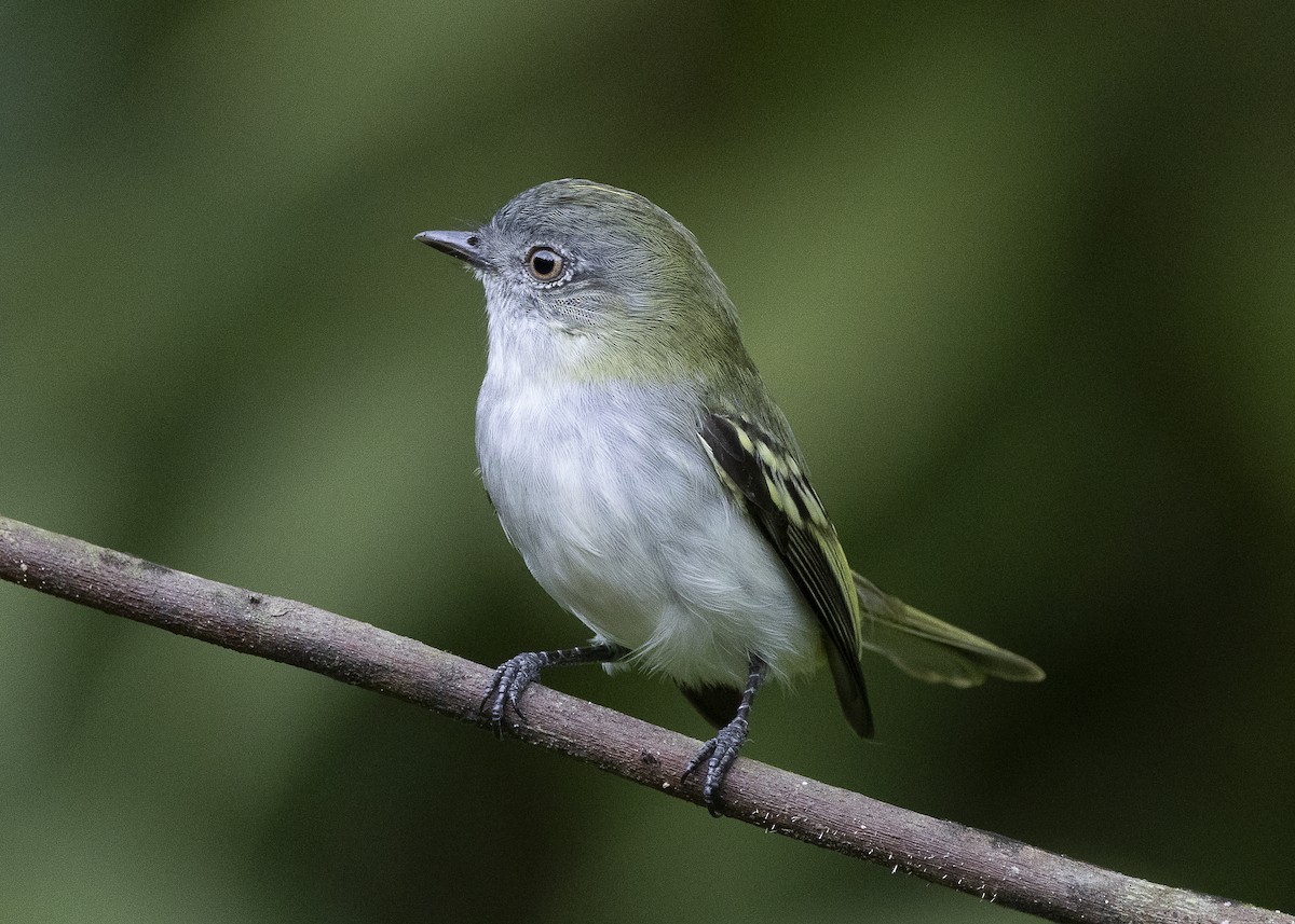 Gray-headed Elaenia - ML638275174