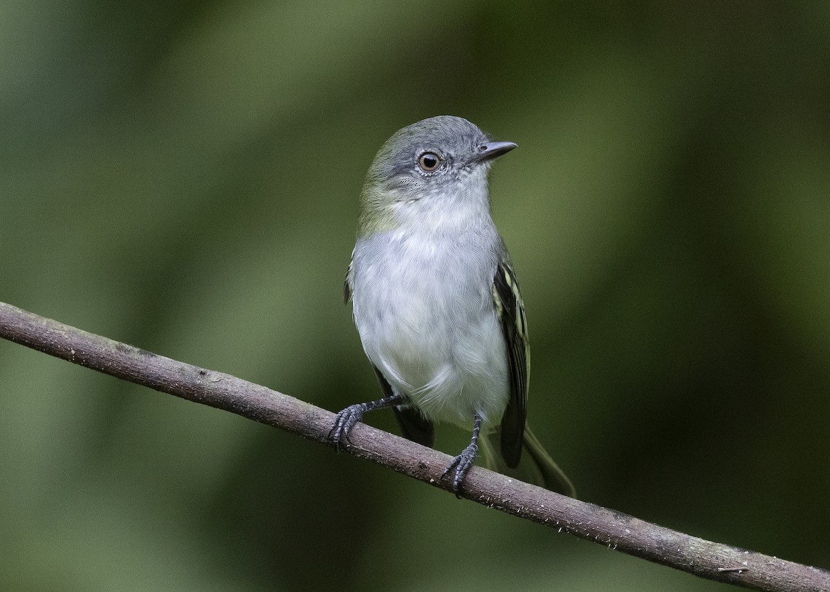 Gray-headed Elaenia - ML638275177