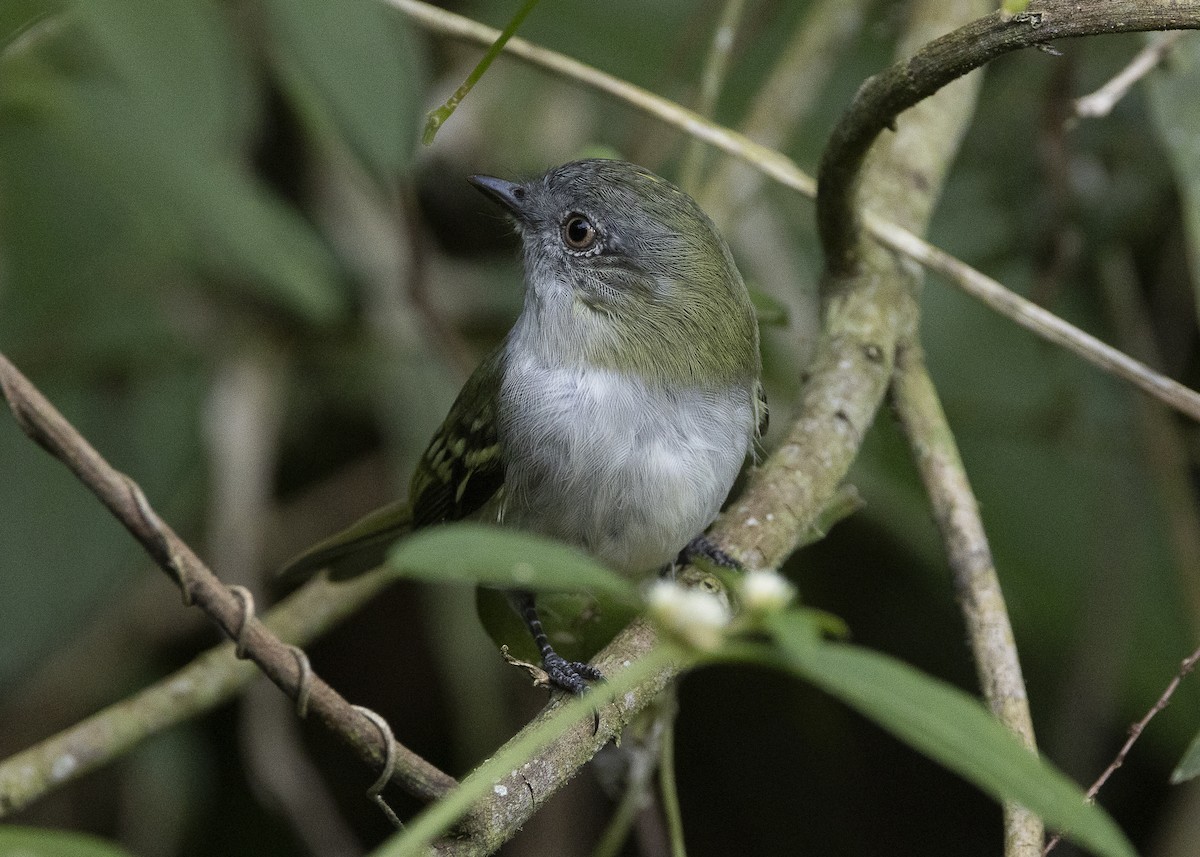 Gray-headed Elaenia - ML638275179