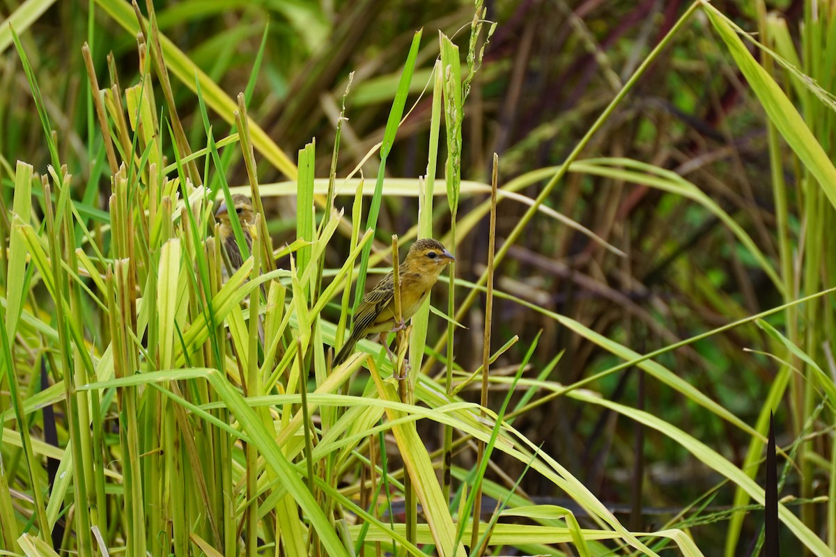 Asian Golden Weaver - ML638275191