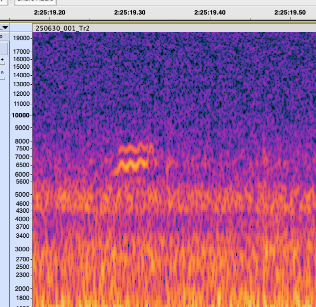 new world warbler sp. - ML638275211