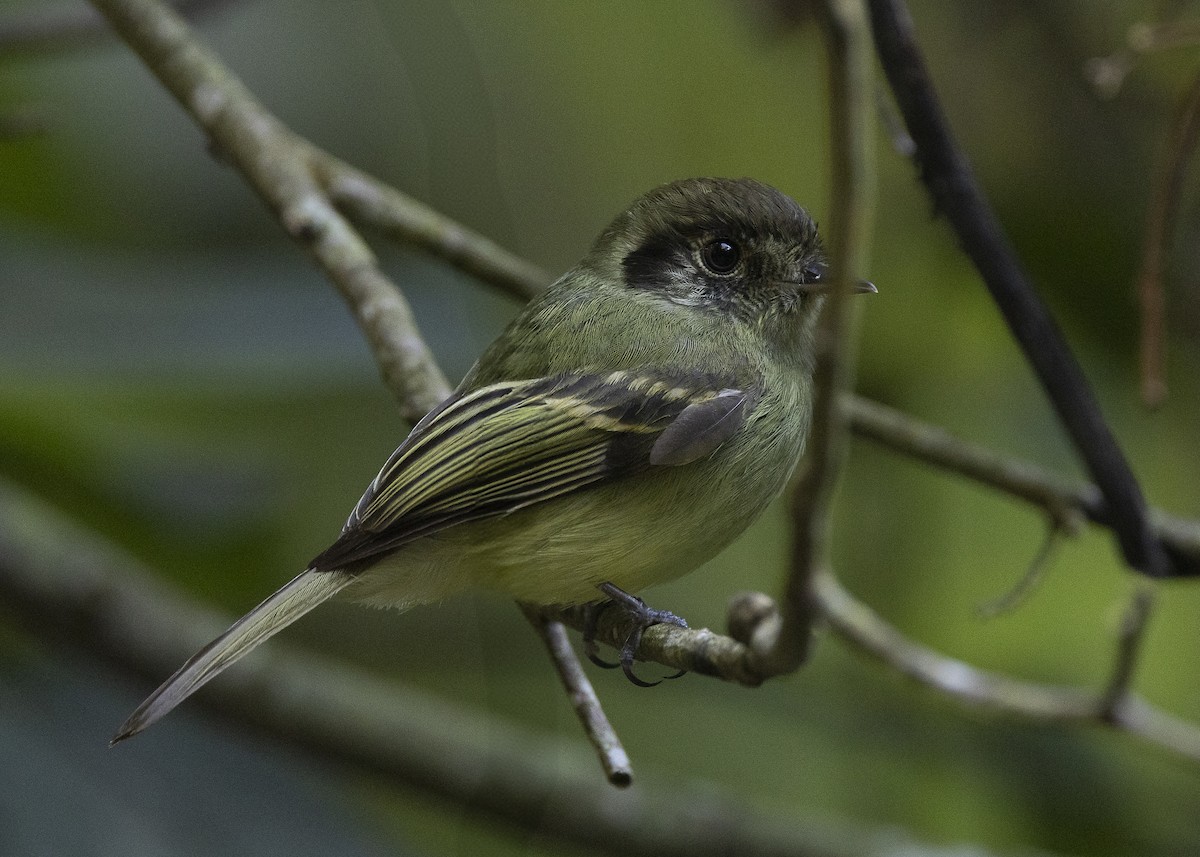 Sepia-capped Flycatcher - ML638275222