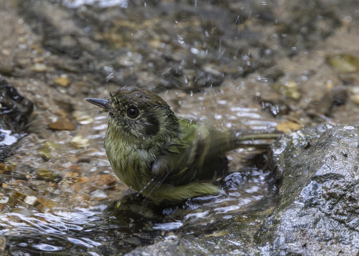 Sepia-capped Flycatcher - ML638275224