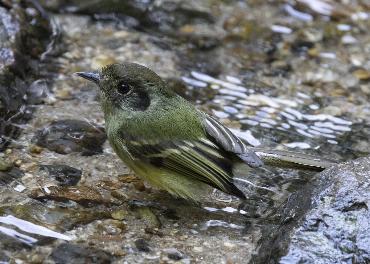 Sepia-capped Flycatcher - ML638275225