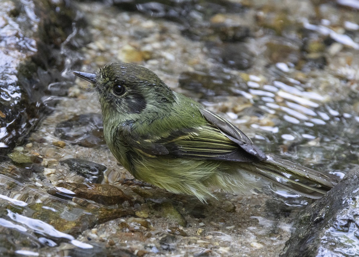 Sepia-capped Flycatcher - ML638275227