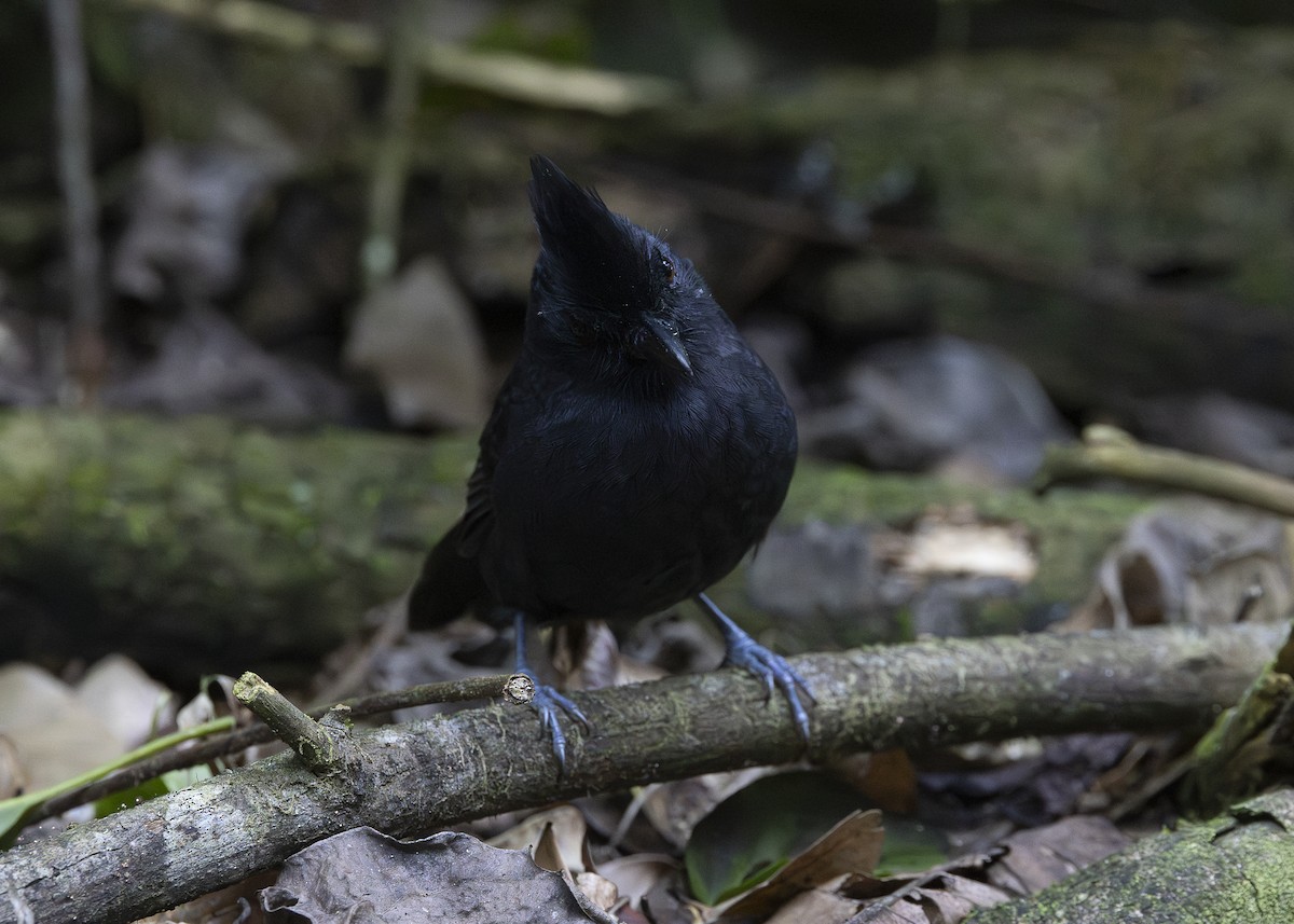 Tufted Antshrike - ML638275241