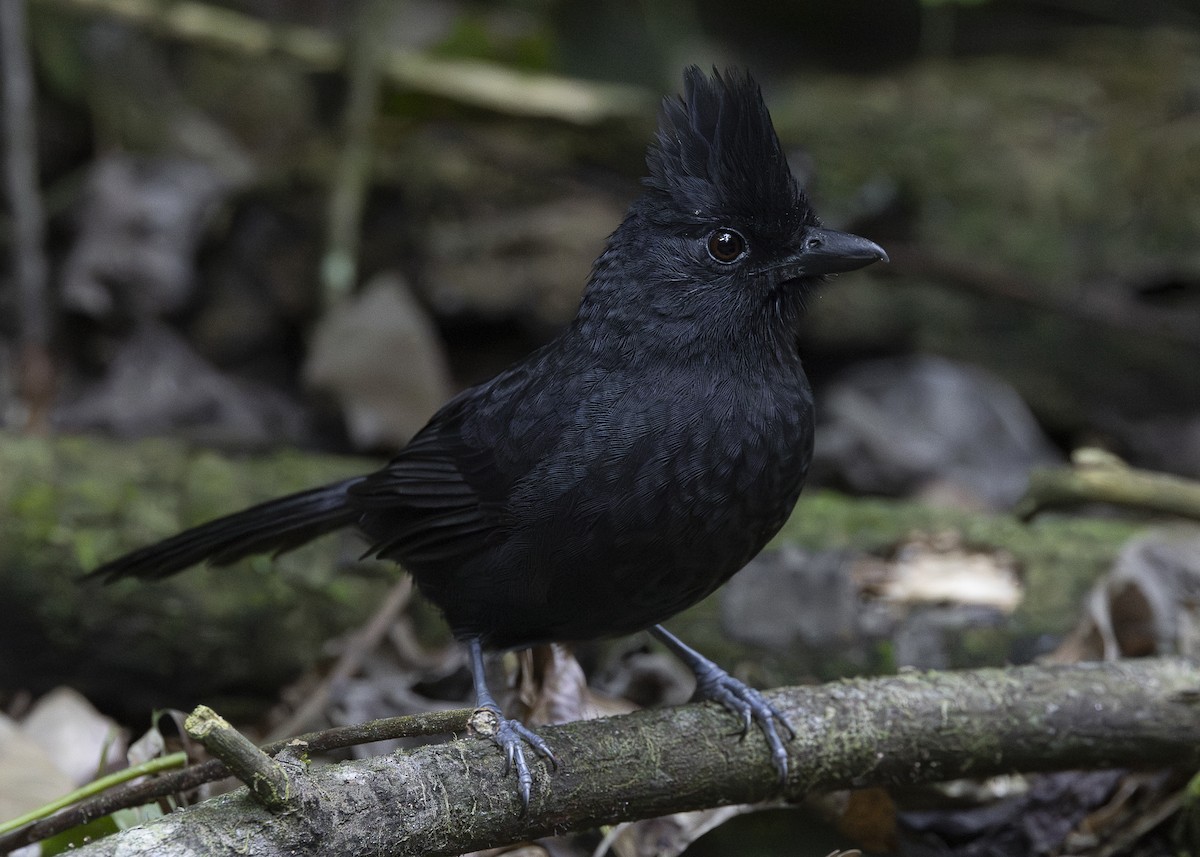 Tufted Antshrike - ML638275242