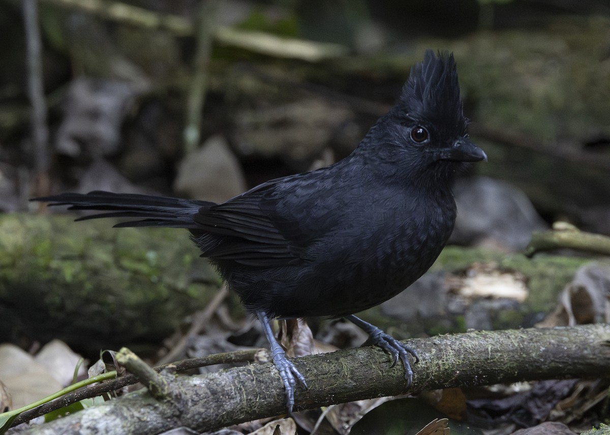 Tufted Antshrike - ML638275243