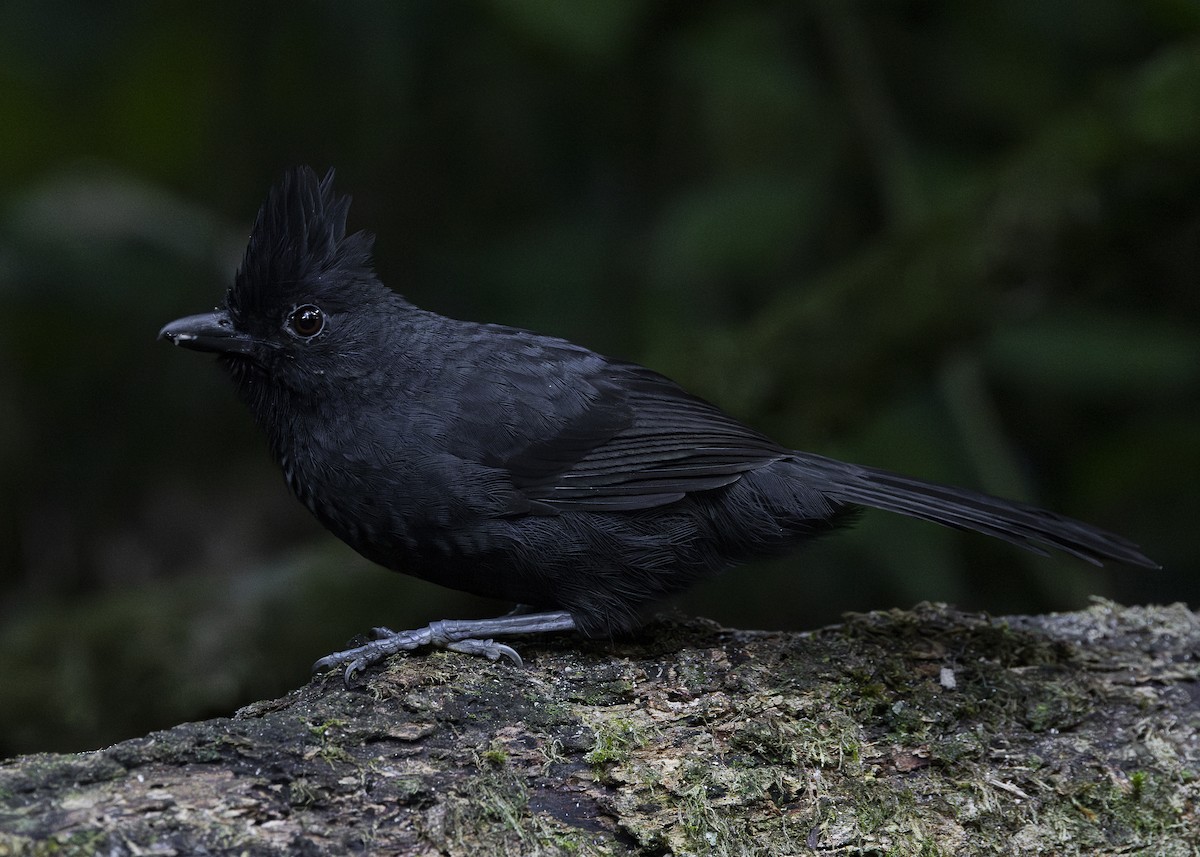 Tufted Antshrike - ML638275244