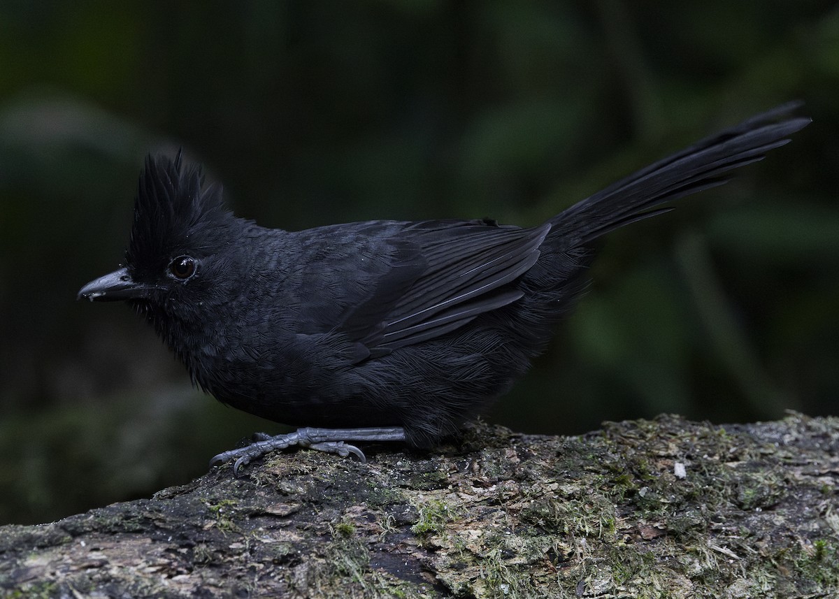 Tufted Antshrike - ML638275245