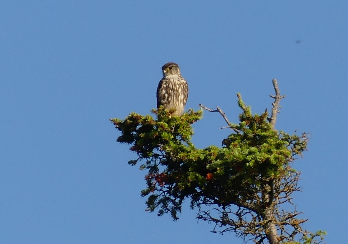 Merlin - ML638275262