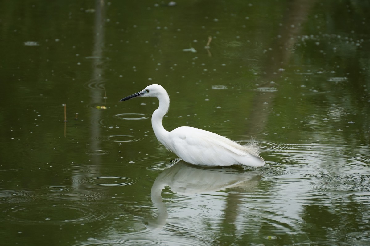 Little Egret - ML638275263