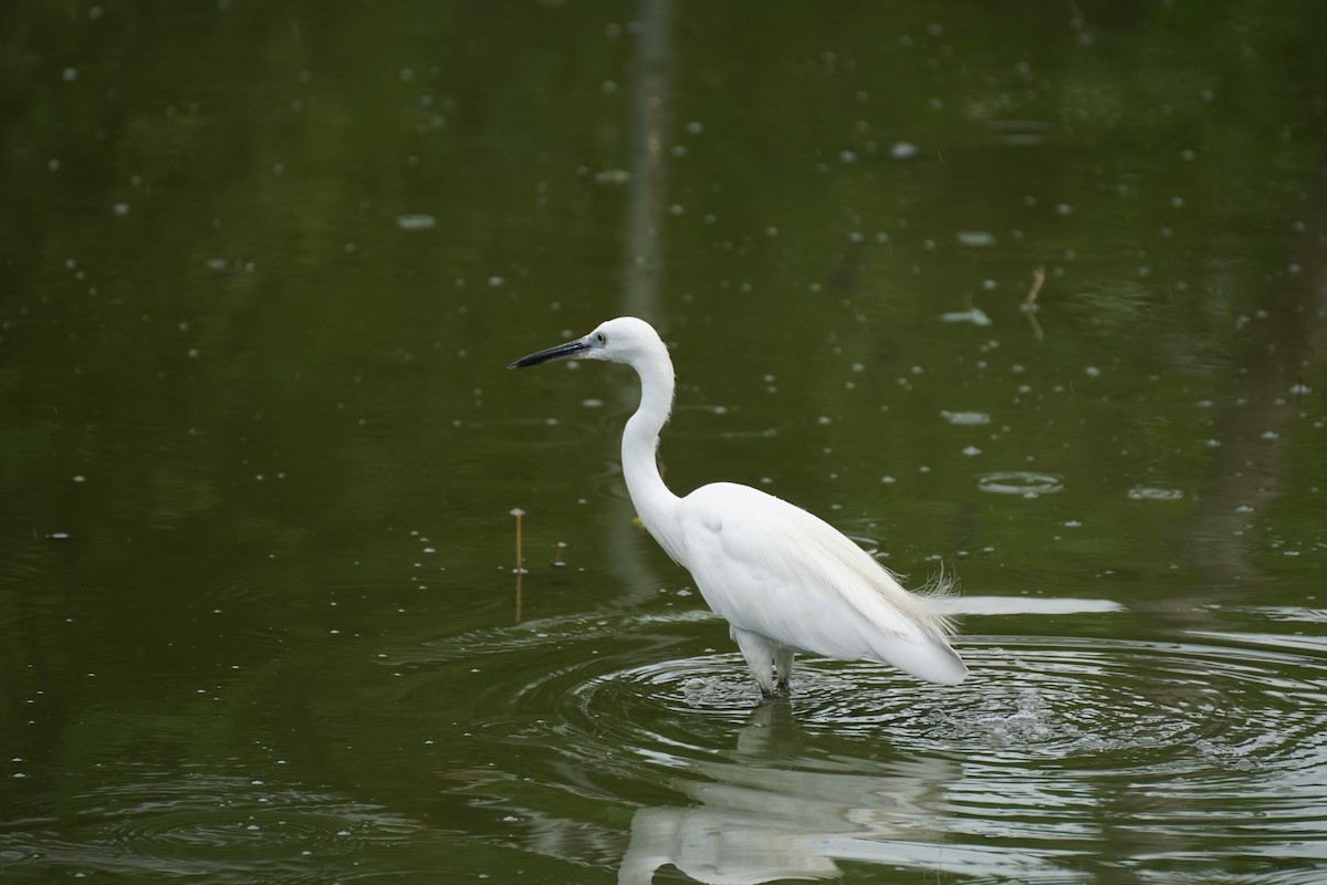 Little Egret - ML638275264