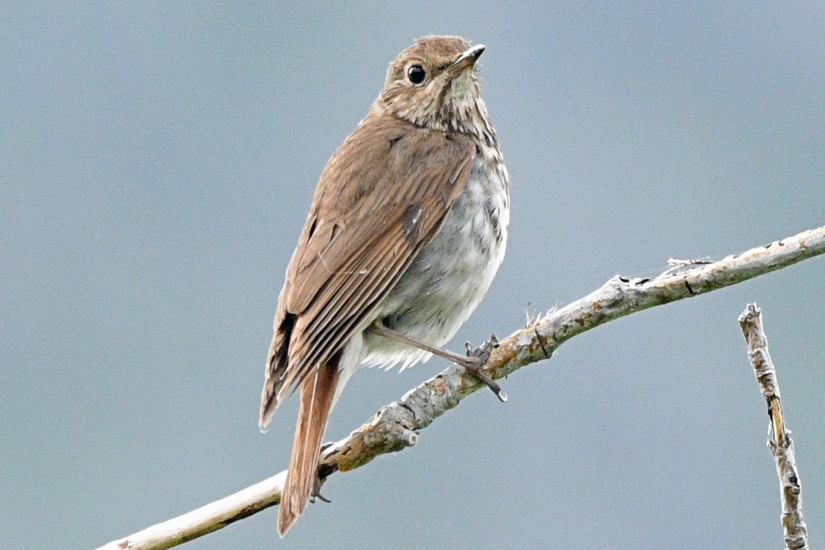 Einsiedler-Musendrossel - ML638275265