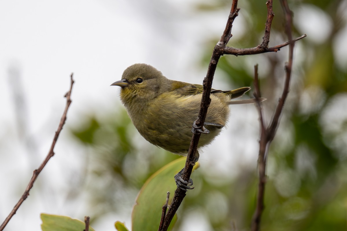 Hawaii Amakihi - ML638275267