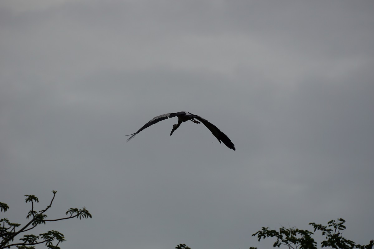 Asian Openbill - ML638275269