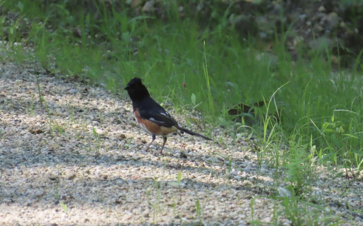 Eastern Towhee - ML638275271
