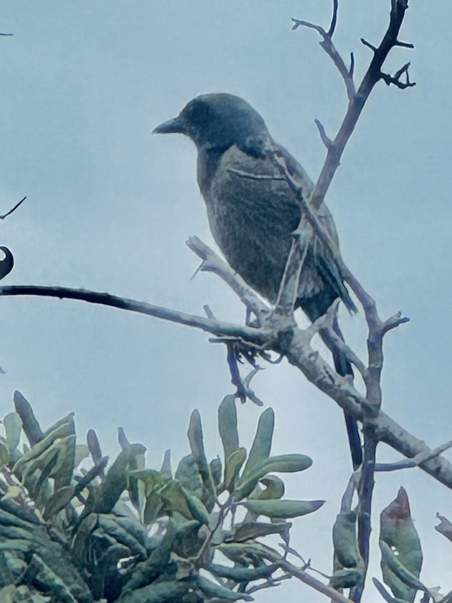 Florida Scrub-Jay - ML638275273
