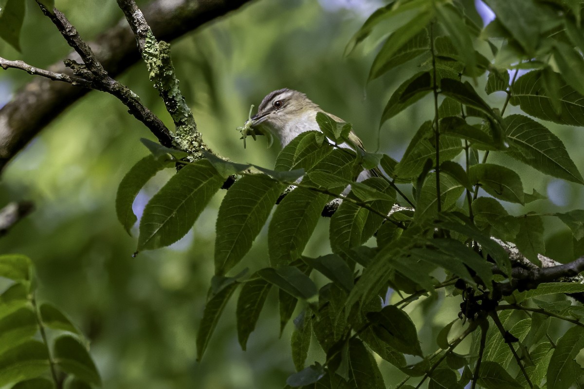 Red-eyed Vireo - ML638275302