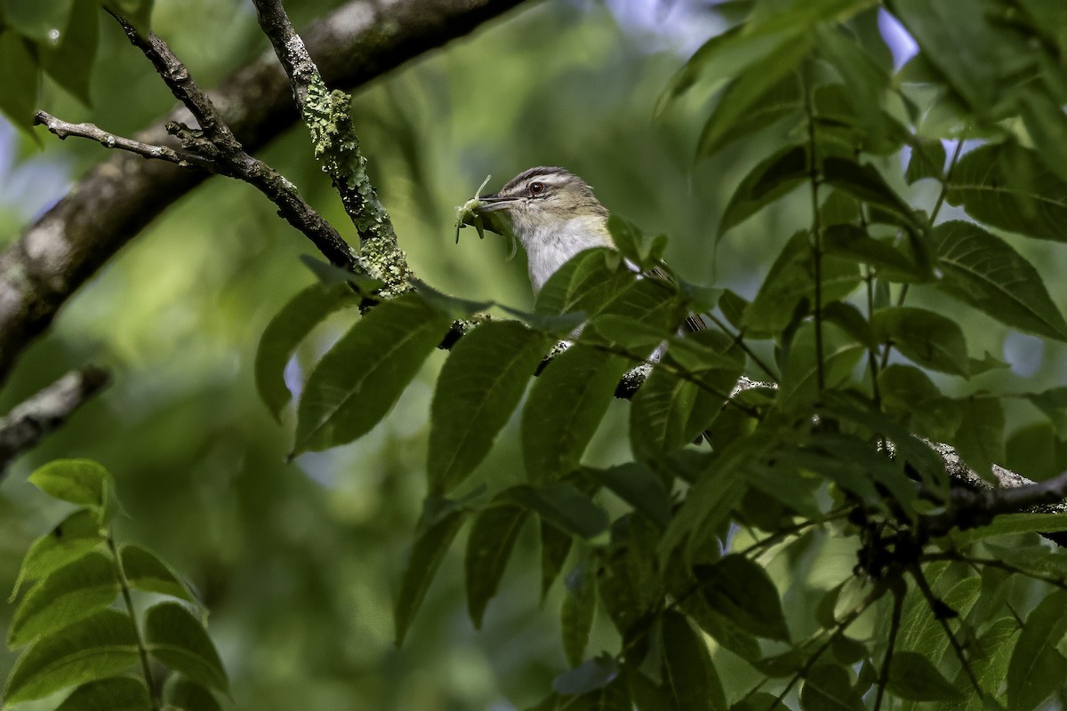 Red-eyed Vireo - ML638275304