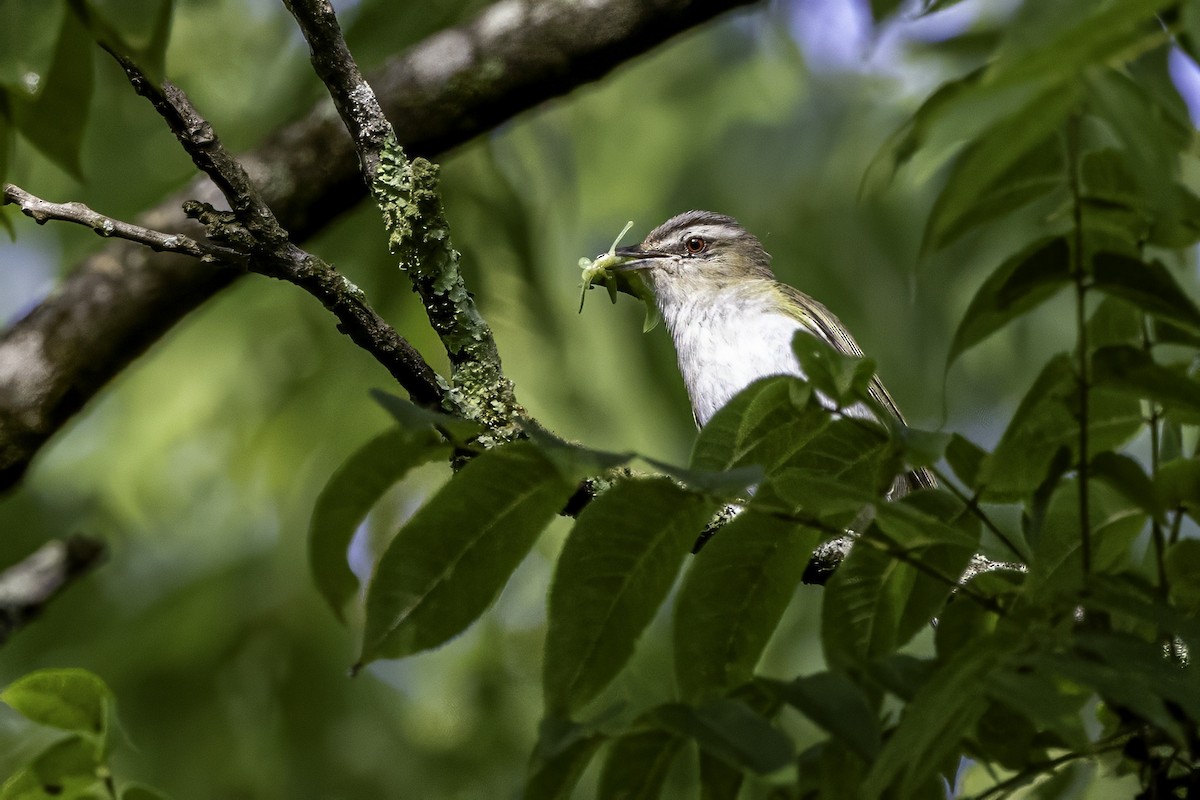 Red-eyed Vireo - ML638275310