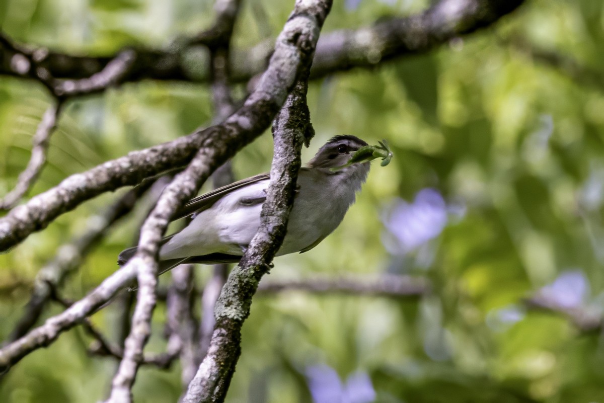 Red-eyed Vireo - ML638275315