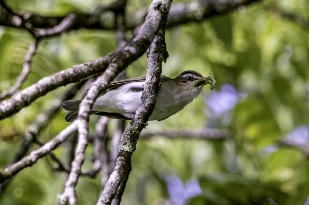 Red-eyed Vireo - ML638275317