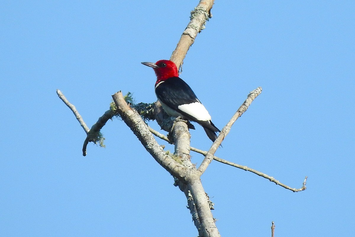 Red-headed Woodpecker - ML638275350