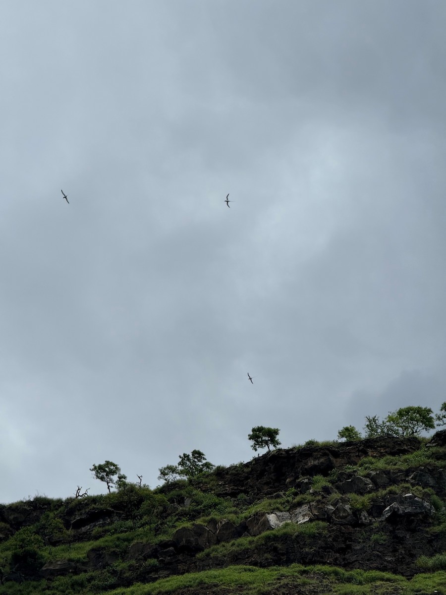 White-tailed Tropicbird - ML638275354