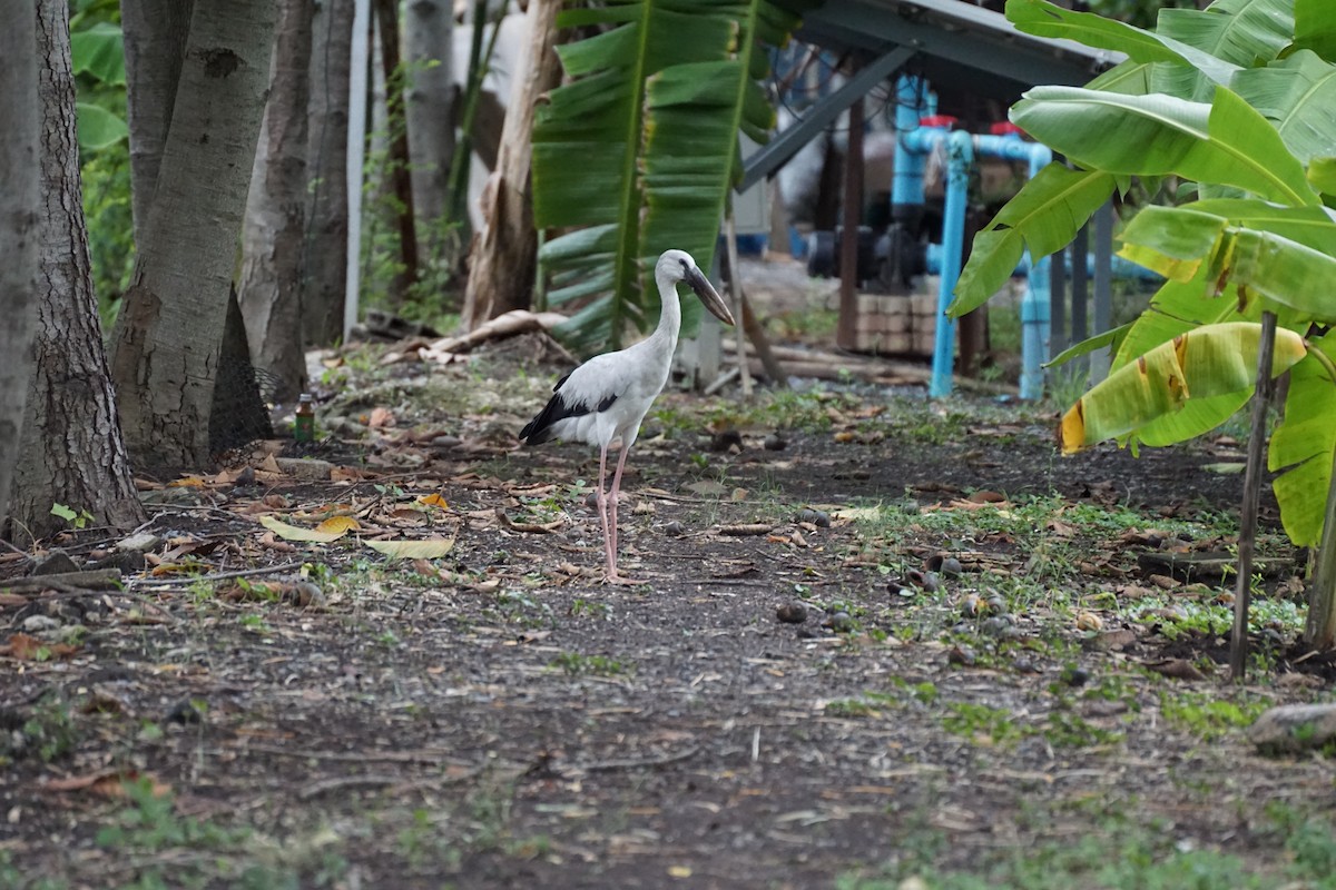 Asian Openbill - ML638275360