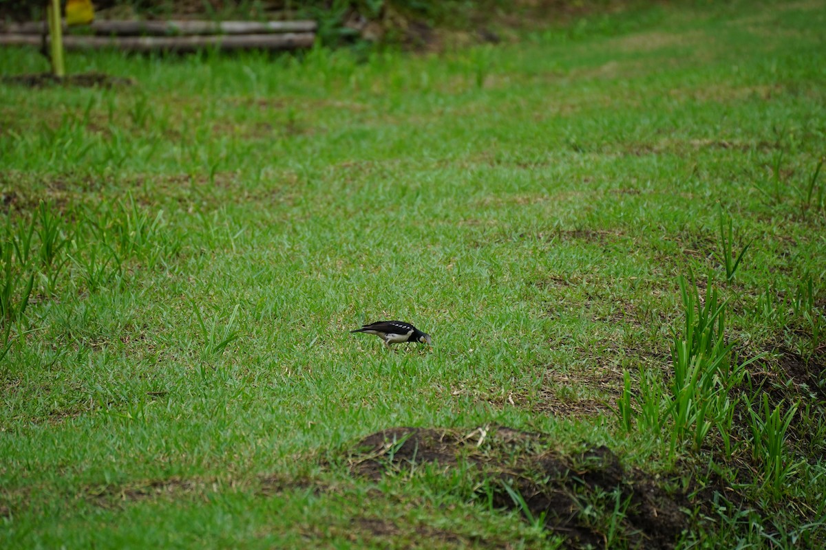 Siamese Pied Starling - ML638275364