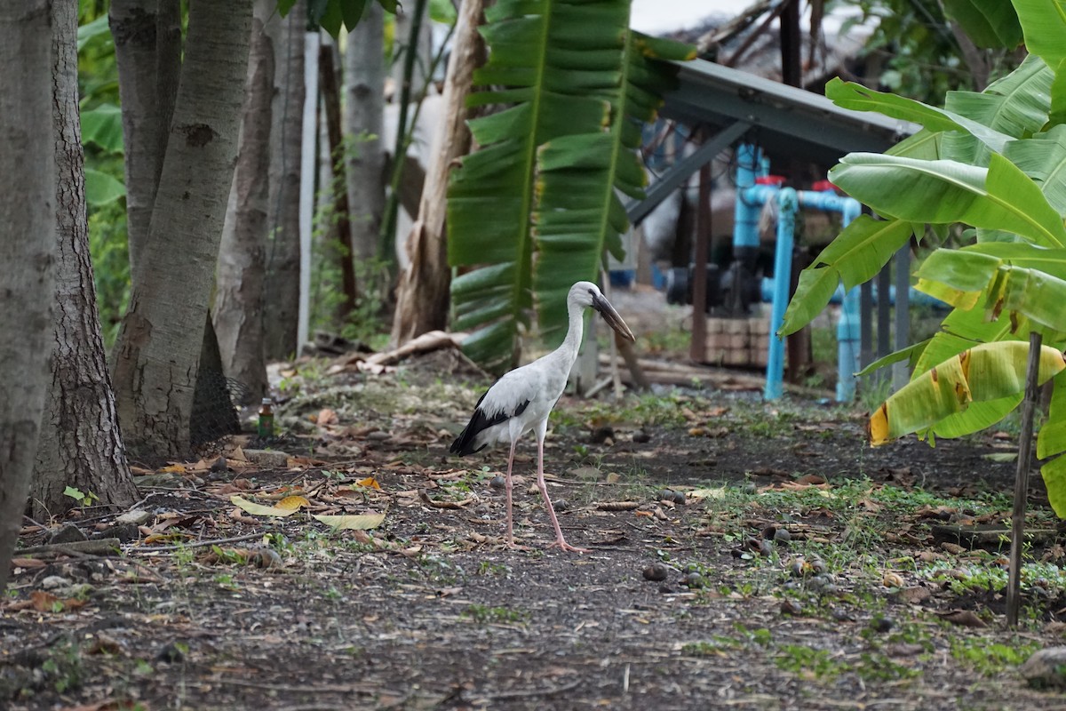Asian Openbill - ML638275369