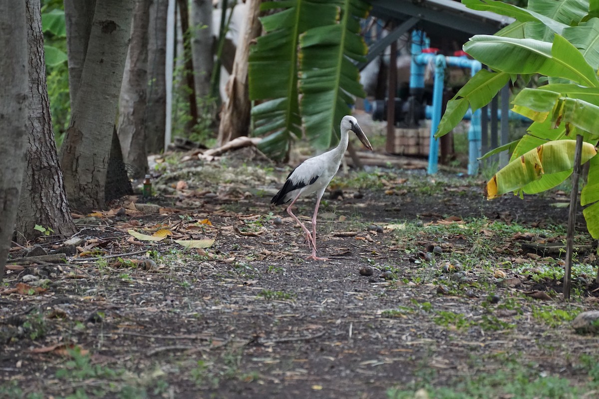 Asian Openbill - ML638275370