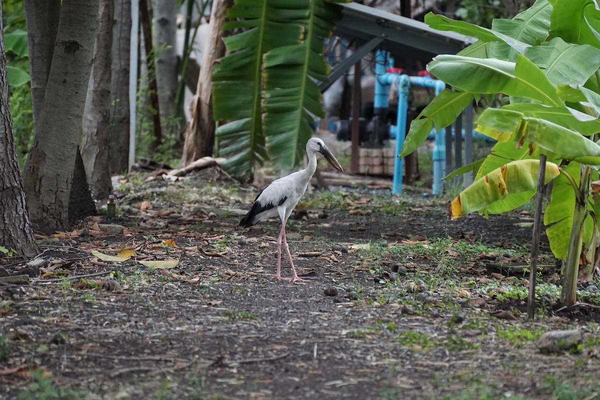 Asian Openbill - ML638275372