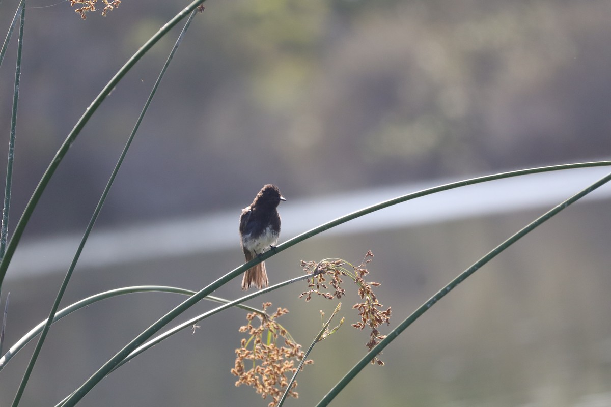 Black Phoebe - ML638275373