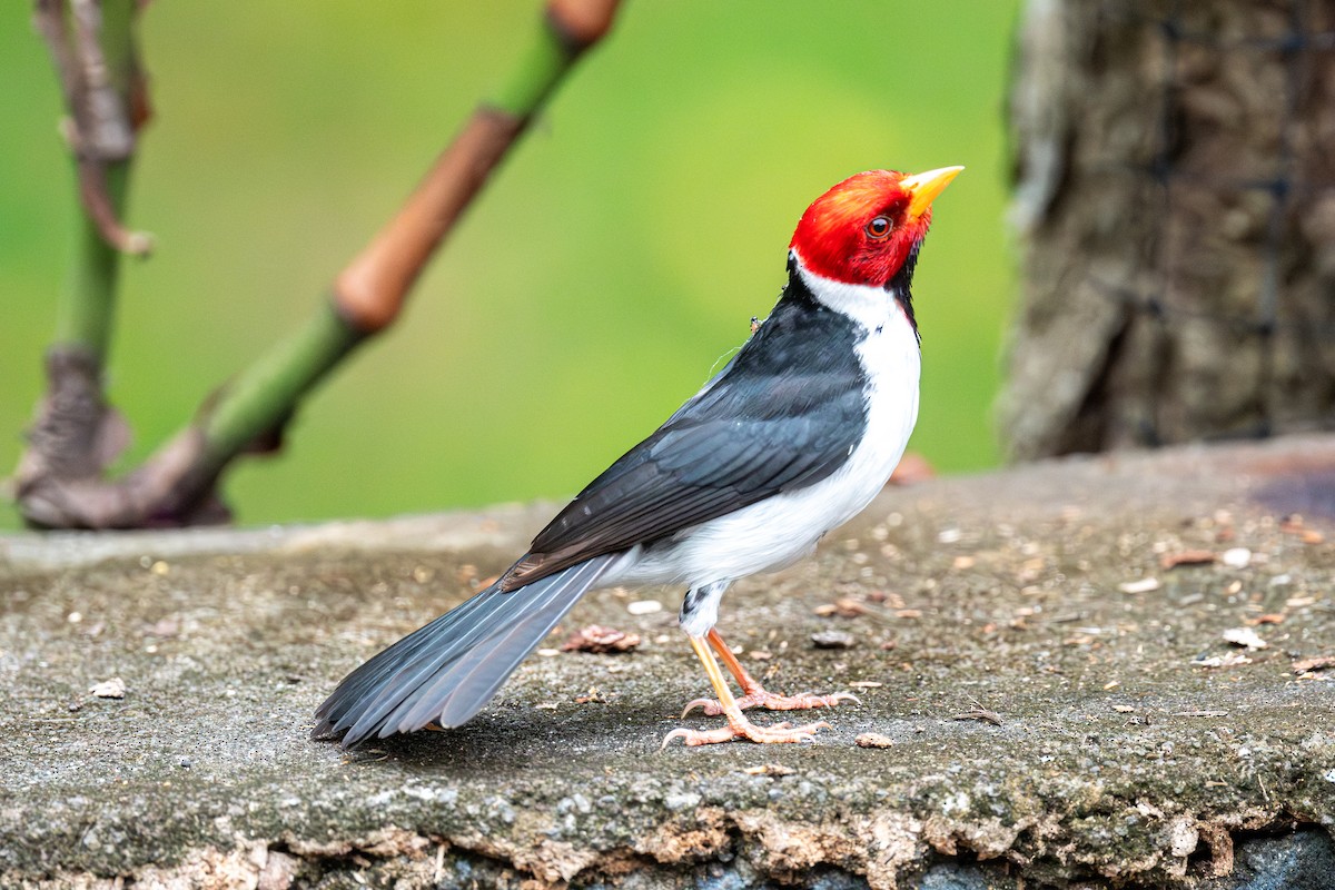 Yellow-billed Cardinal - ML638275376