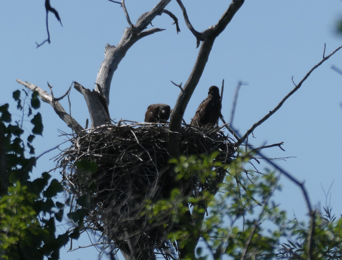 Bald Eagle - ML638275385