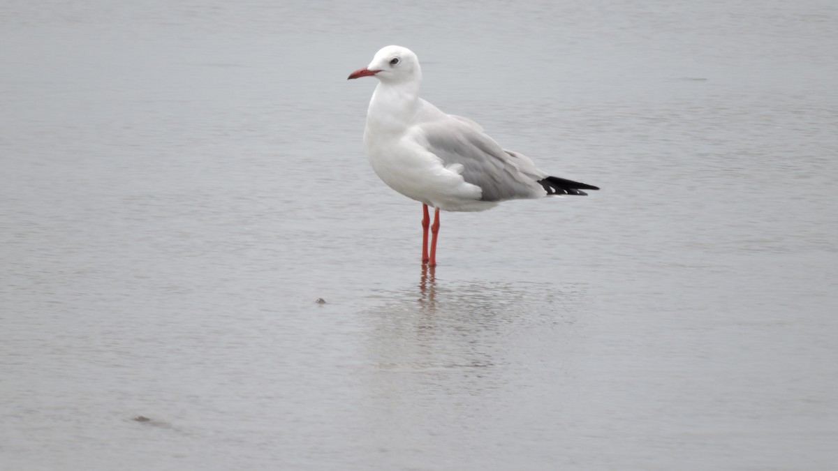 Gray-hooded Gull - ML638275386